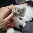 몽샤르망 애견유치원 이미지