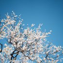 남사예담촌마을 | 산청 남사예담촌 순이진이 갤러리 카페 후기, 남호정사 매화나무 만개한 봄 풍경