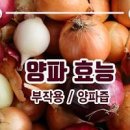 양파즙 효능 및 칼로리 이미지