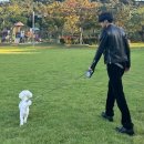 시온반점 이미지