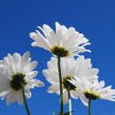 데이지 이미지