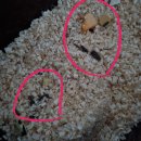 우장산동물의료센터 네이버블로그