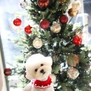 러브애견미용 이미지