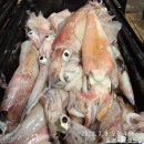 여수 뉴패밀리호, 통영 한려피싱, 전진피싱 승선, 이카 한치, 왕갈치, 돌문어, 출조. 이미지