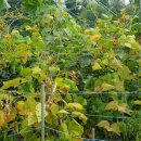 제비네 농장2 이미지