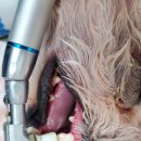 아이웰 동물의료센터 이미지