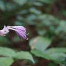 일월비비추 Hosta capitata (Koidz.) Nakai 이미지