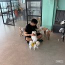 도그민 | 부산 광안리 강아지 카페 도그민 오션뷰가 예쁜 애견동반가능 카페