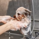 강아지 목욕탕 이미지
