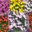 지경수가든 이미지