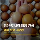 명품구운란 | 명품 꼬꼬 구운란 60개 솔직 후기 — 국내산 맥반석 간식 이게 정답이에요