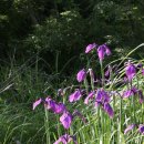 나리와꽃창포 이미지