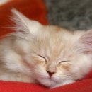 연기동물병원 이미지