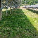 넝쿨 태양광발전소 이미지