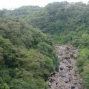 제주 천제연 난대림 이미지