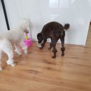 동그라미펫 이미지