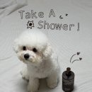 목욕 | 너티포비 실키 스무스 샴푸, 저자극강아지 샴푸 목욕 후기 🐾