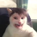 가자 이미지