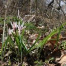 야생화 민박 이미지