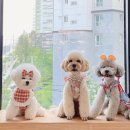 마이제이스 이미지