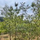 대성농장(1) 이미지