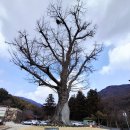 산새소리 이미지