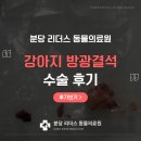 분당데이지동물병원 | 분당 동물병원 강아지 방광결석 수술 후기