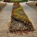 남동79 | [인천 남동구] 천연기념물 은행나무, 인천대공원 후기