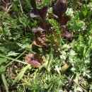 풀잎농장 이미지