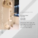 천안 고양이호텔 아이캣｜겁보 삼형제의 적응기! 망도·부르·봉구 호텔링 후기