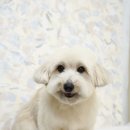 트리밍스튜디오제제 이미지