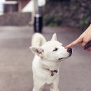 펫필드 동물병원 이미지