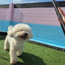 101애견유치원 이미지