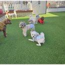 소소하개 이미지