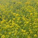 너랑노랑 이미지