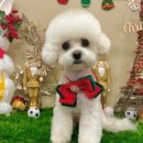 개르띠에 이미지