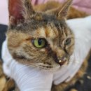 고양이무마취미용 냥지곤지 이미지