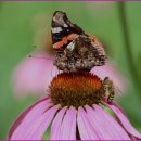 남부푸드 이미지