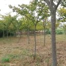 느티나무농장 이미지