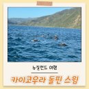 돌고래약국 | 뉴질랜드 여행 카이코우라 돌핀 스윔 돌고래 투어 자세한 후기
