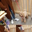 도그맘애견 이미지