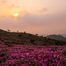 양지-3113 이미지