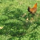 풍원농장 이미지