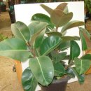 한뿌리농장 이미지