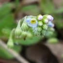 조수리엔 이미지