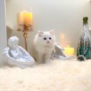 심쿵냥 고양이분양 이미지