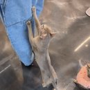 내친구고양이 | 성수 길고양이 마을 솔직후기 - 이색 데이트 코스, 서울 고양이 카페