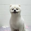 똘똘하개 네이버블로그