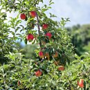 해피그린농장 이미지