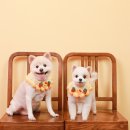 부엉이 스튜디오 이미지